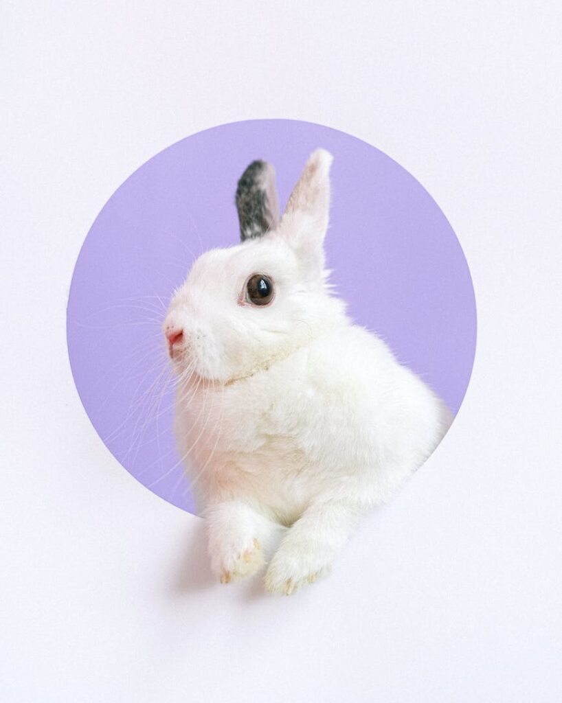 portrait of pet rabbit
