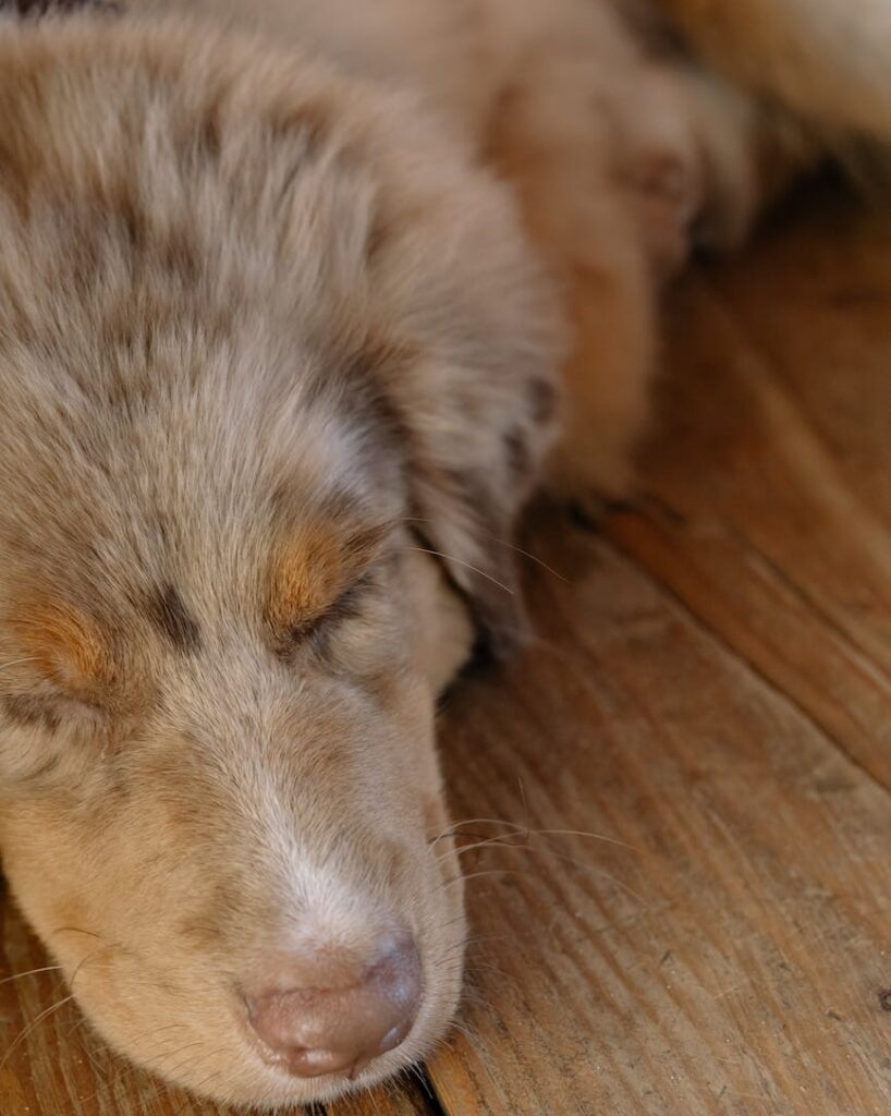 close up shot of an australian shepherd sleeping