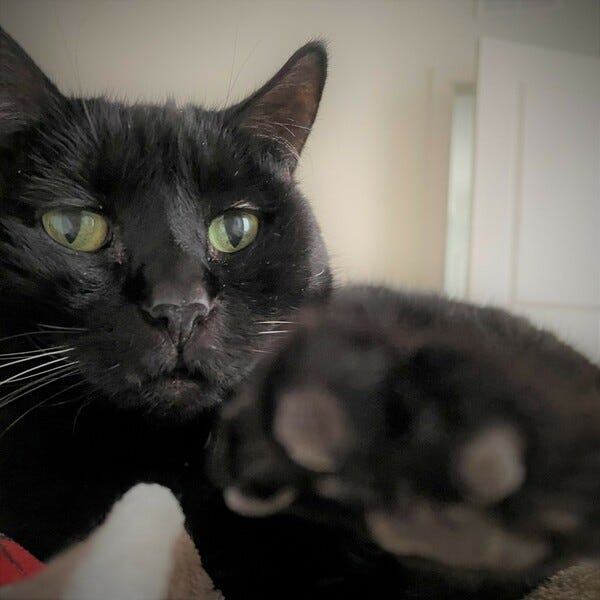 Jinxy could reach out and touch the beautiful weather. Jinxy could reach out and touch the beautiful weather.