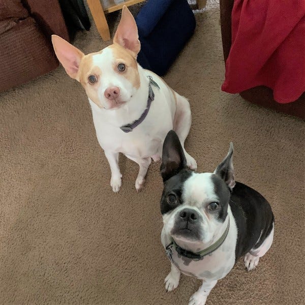 Molly and her big brother Tbone would like to come visit Joe and The Kid. After a treat, of course. Molly and her big brother Tbone would like to come visit Joe and The Kid. After a treat, of course.